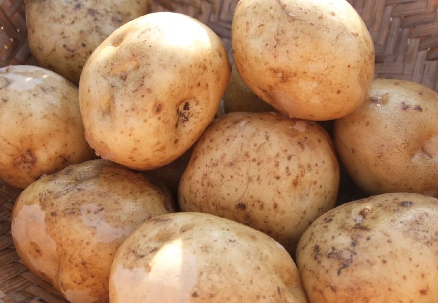 馬鈴薯飲食禁忌