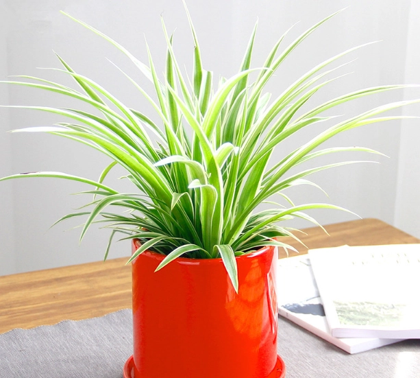 室內植物吊蘭 室內植物吊蘭