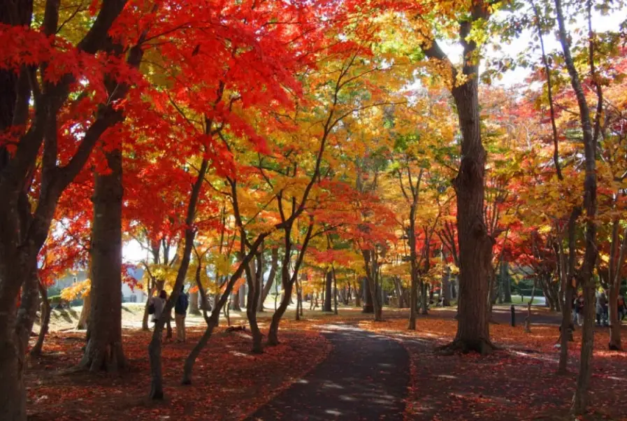 北海道楓葉