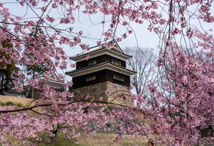 上田城 櫻花