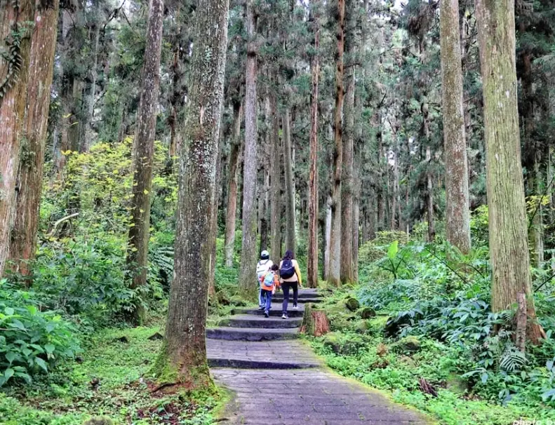 溪頭森林遊樂區