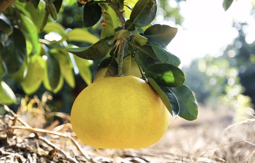 麻豆美食 麻豆美食