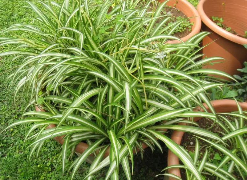 室內植物吊蘭 室內植物吊蘭