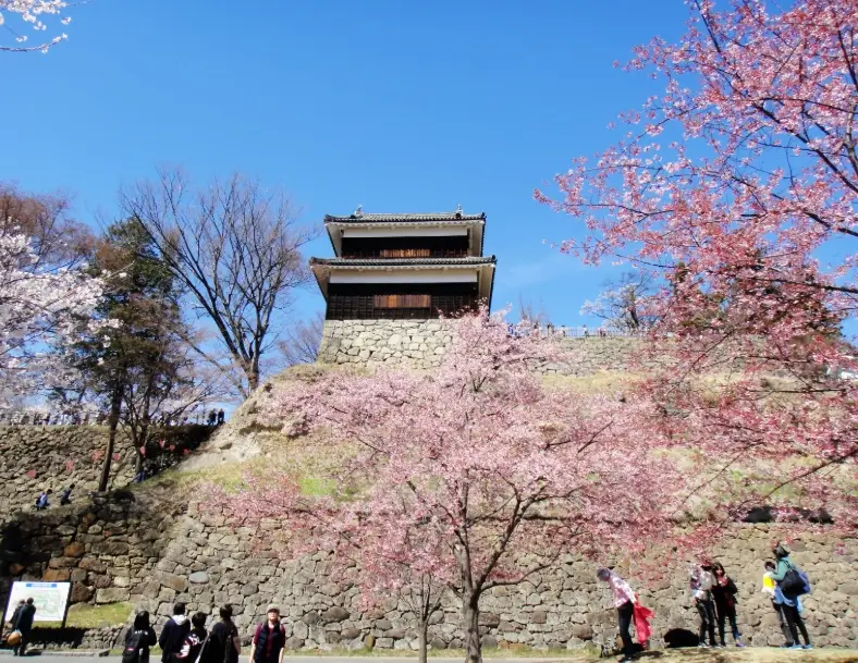 上田城 櫻花