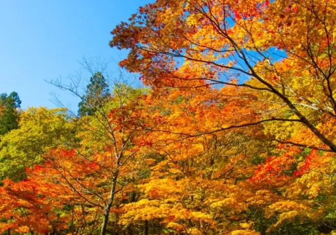北海道紅葉景點