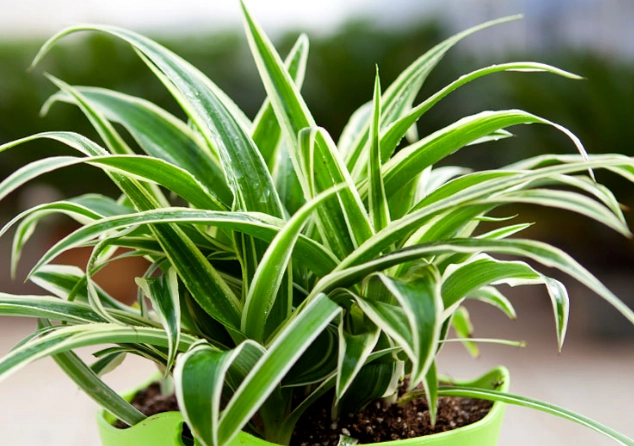 吊蘭養護 吊蘭養護