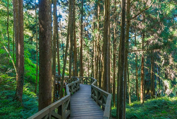 溪頭一日遊行程 溪頭一日遊行程