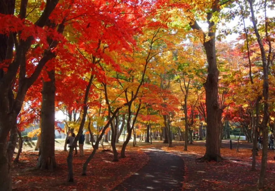 北海道紅葉景點