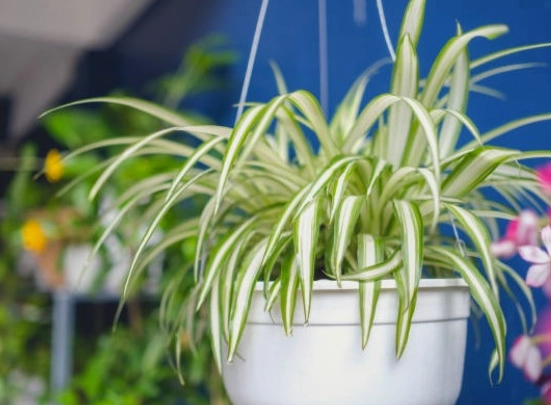 吊蘭養護 吊蘭養護