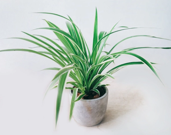 室內植物吊蘭 室內植物吊蘭