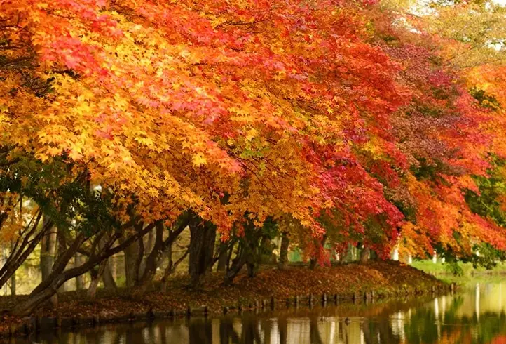 北海道紅葉景點