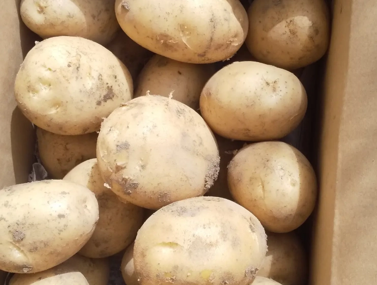 馬鈴薯不能和什麼一起吃？完整飲食禁忌與安全指南