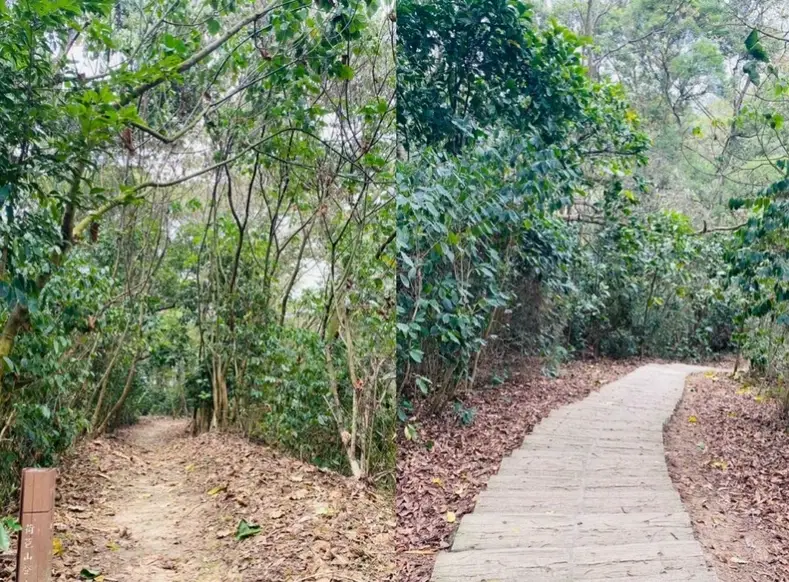 雲林步道推薦