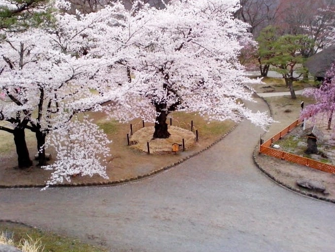 輕井澤賞櫻景點
