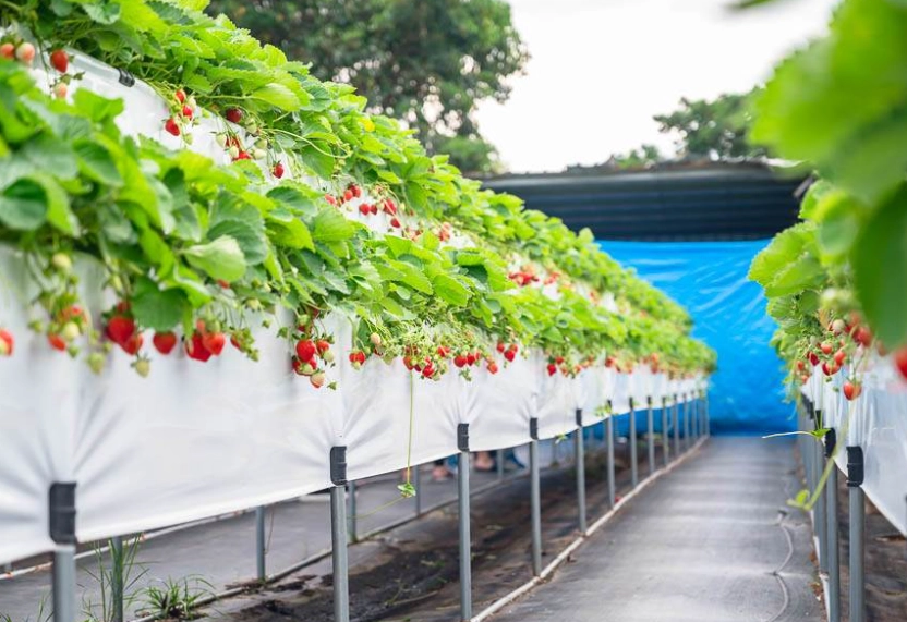 苗栗景點推薦 苗栗景點推薦