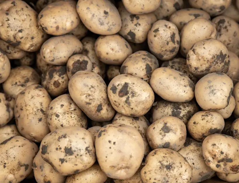 脆脆马铃薯 脆脆马铃薯