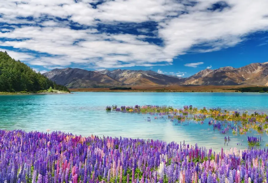 紐西蘭自由行行程 紐西蘭自由行行程