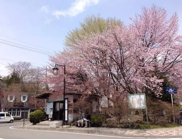 輕井澤賞櫻景點