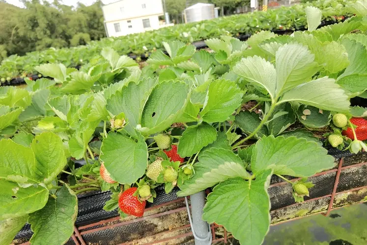 苗栗旅遊攻略 苗栗旅遊攻略