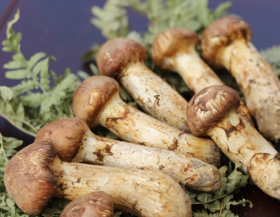 乾松茸功效全解析：提升免疫力、抗衰老的天然營養寶庫