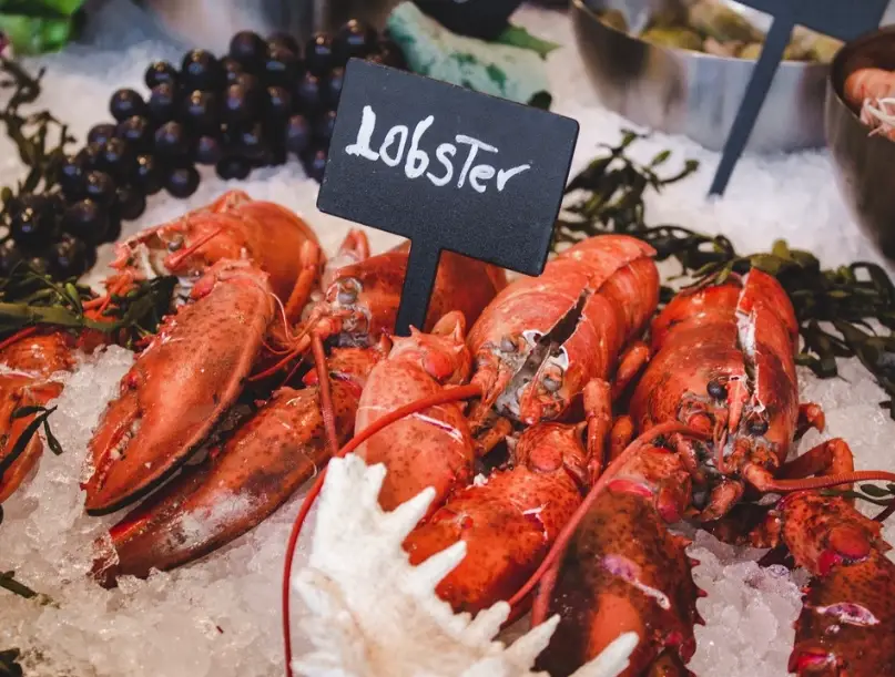 紐西蘭岩龍蝦 紐西蘭岩龍蝦