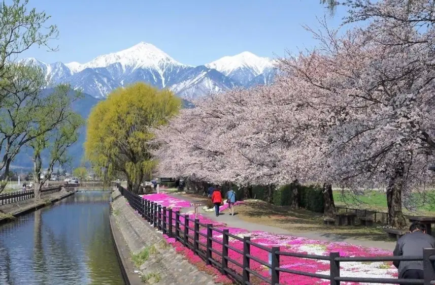 安曇野櫻花季節 安曇野櫻花季節