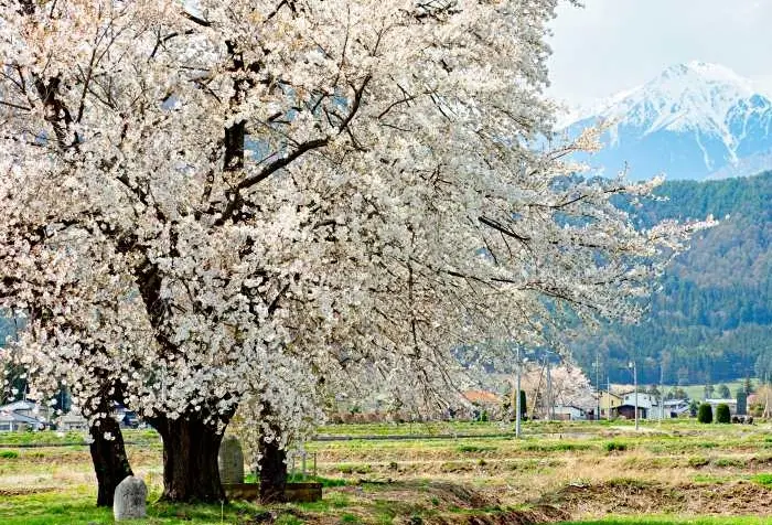 安曇野櫻花季節 安曇野櫻花季節