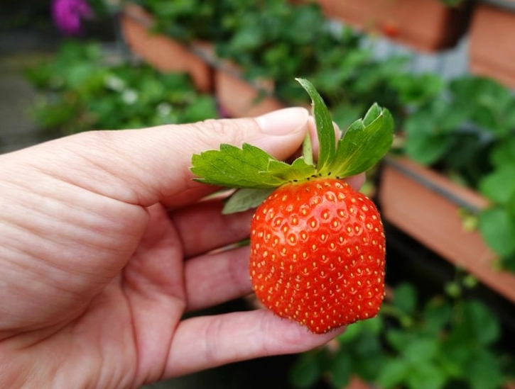 內湖親子景點 內湖親子景點