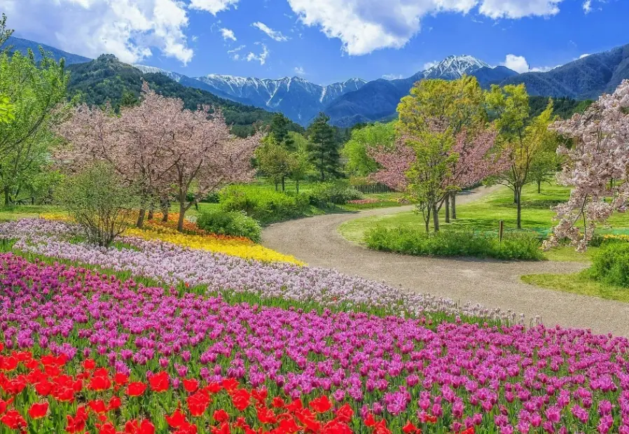 安曇野櫻花交通 安曇野櫻花交通