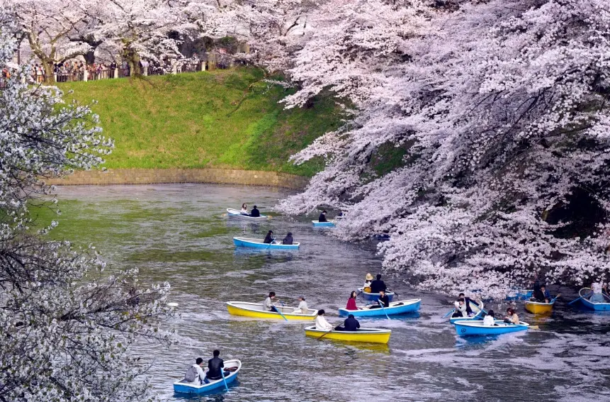 日本阿爾卑斯賞櫻 日本阿爾卑斯賞櫻