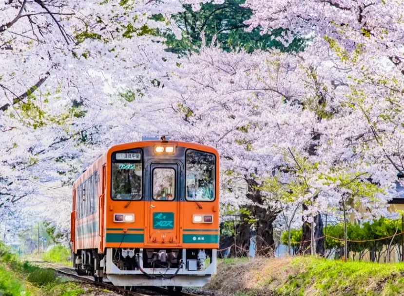 日本阿爾卑斯賞櫻 日本阿爾卑斯賞櫻