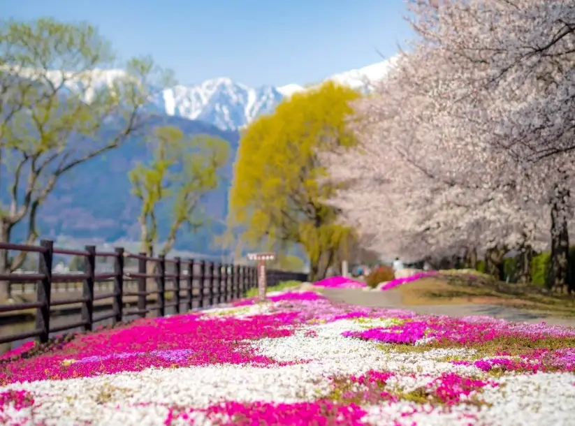 安曇野櫻花交通 安曇野櫻花交通