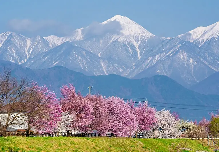 安曇野櫻花交通 安曇野櫻花交通