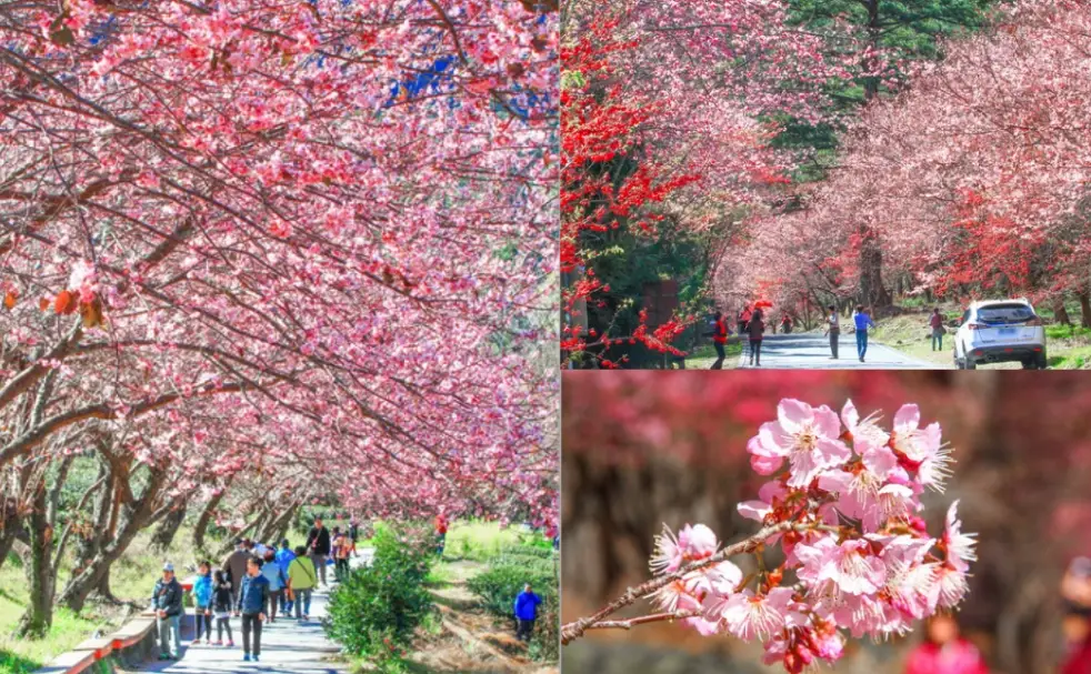 安曇野櫻花季節 安曇野櫻花季節
