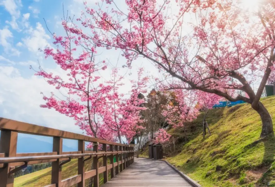 日本阿爾卑斯賞櫻 日本阿爾卑斯賞櫻