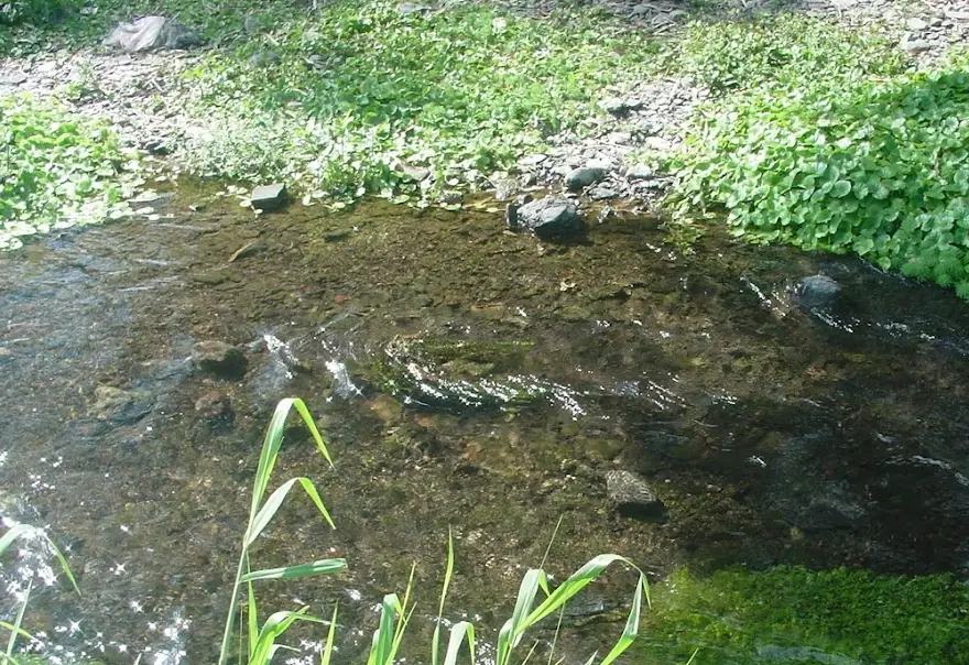 五溝水濕地生態 五溝水濕地生態