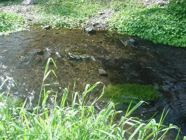 五溝水濕地生態 五溝水濕地生態