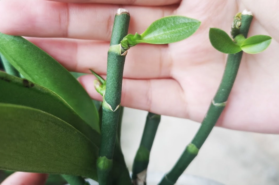 蝴蝶蘭花梗修剪 蝴蝶蘭花梗修剪