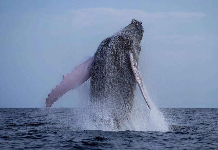 藍鯨座頭鯨差別解析：一眼分辨的實用技巧