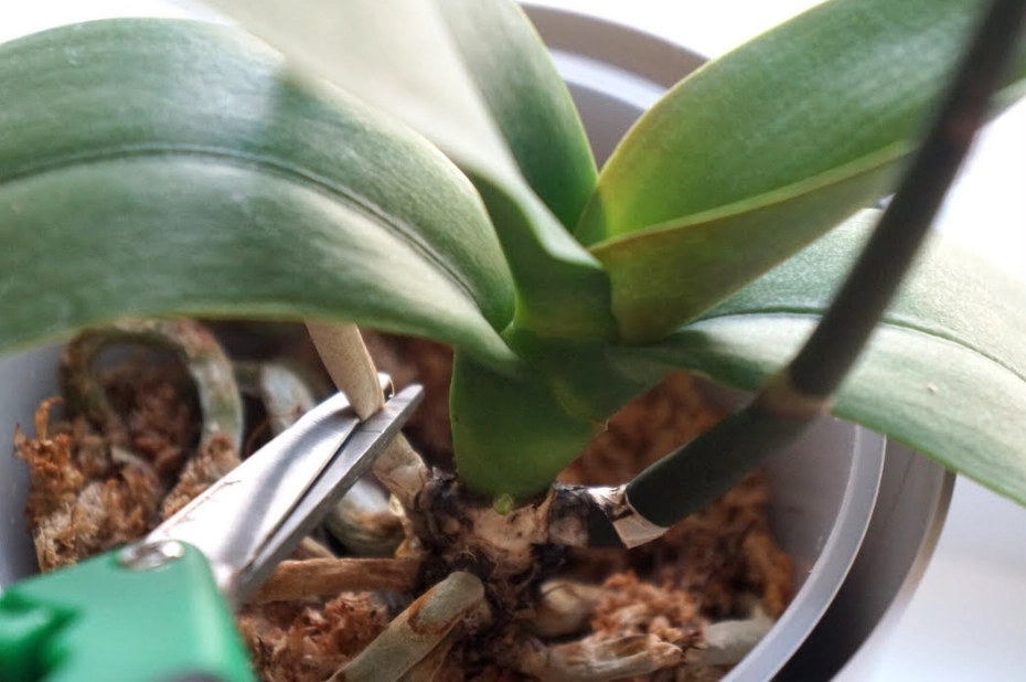 蘭花花後處理 蘭花花後處理