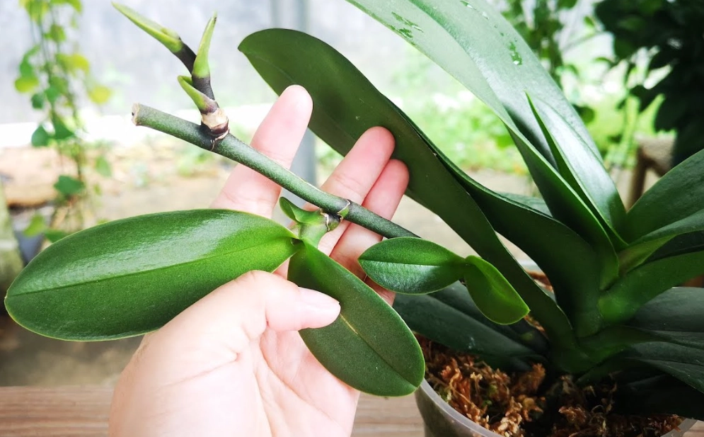 蝴蝶蘭花梗修剪 蝴蝶蘭花梗修剪