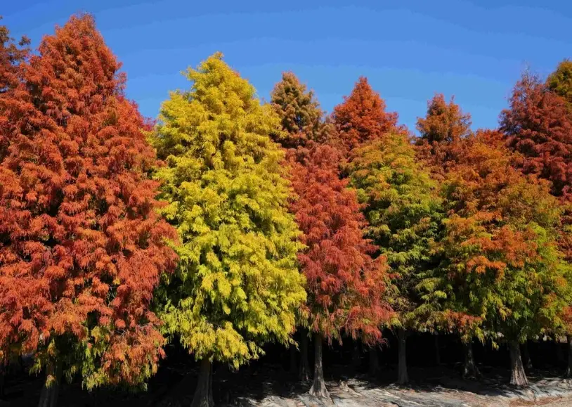 落羽松拍照技巧