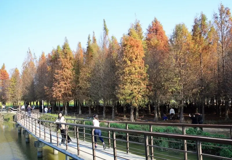 台南落羽松景点