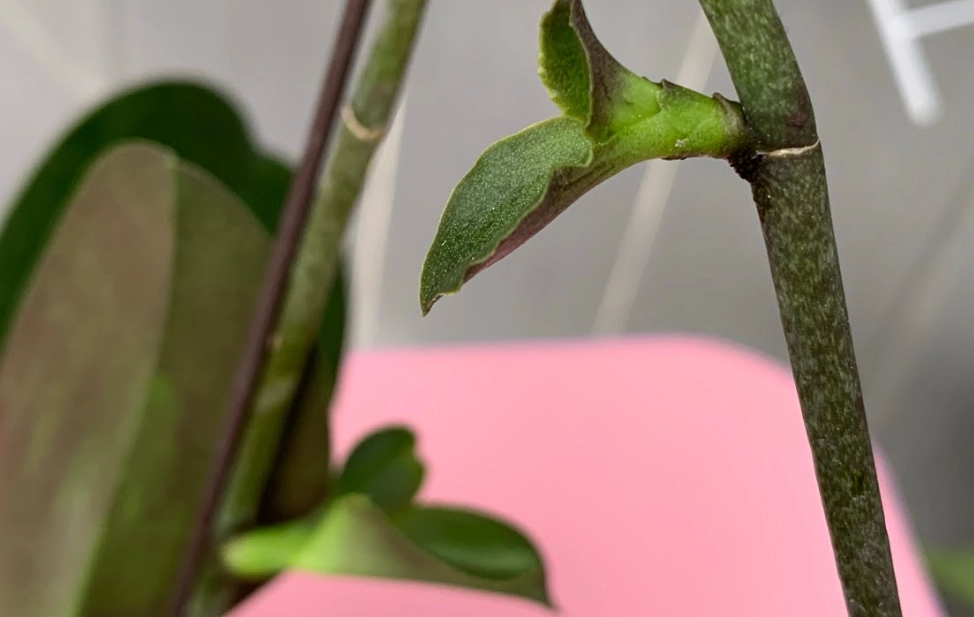 蘭花花後處理 蘭花花後處理