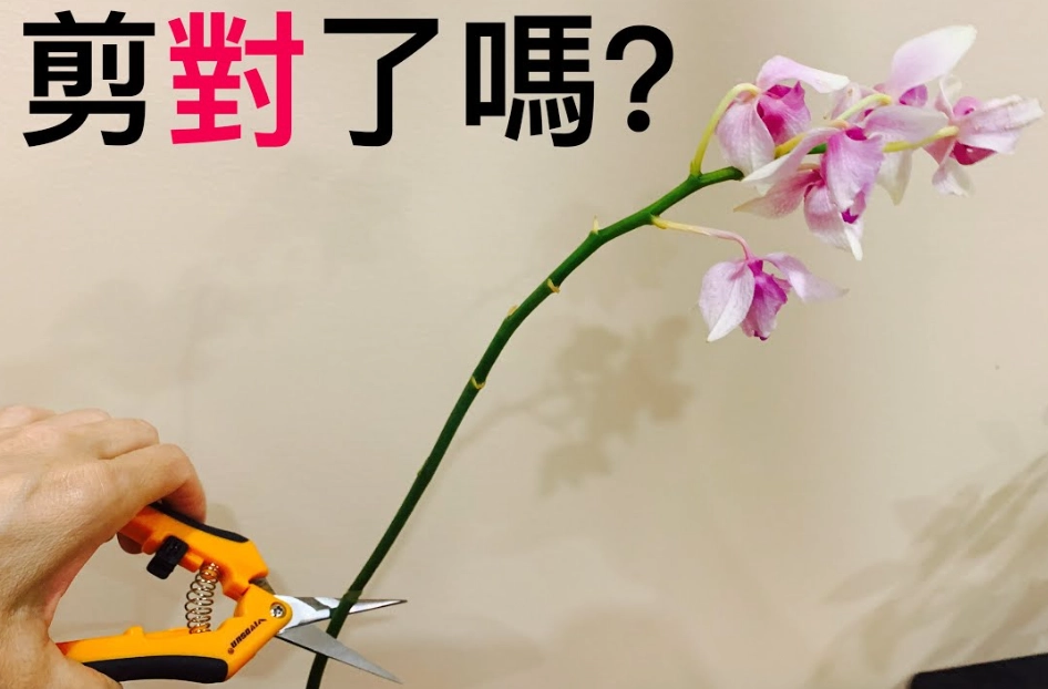 蝴蝶蘭花梗修剪 蝴蝶蘭花梗修剪