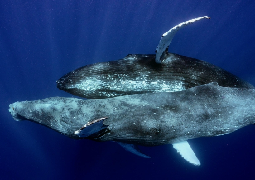 如何分辨藍鯨和座頭鯨