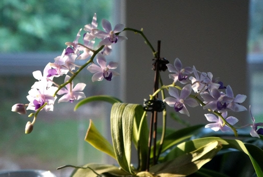 蘭花花後處理 蘭花花後處理