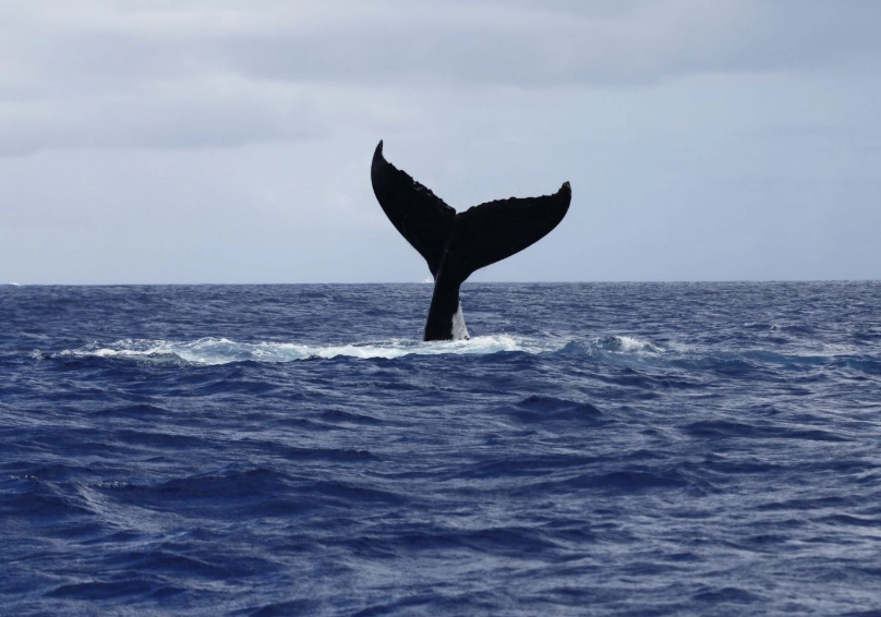 藍鯨 座頭鯨 差異