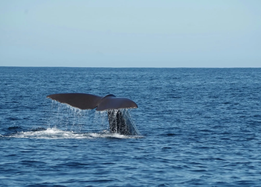 紐西蘭海豚共游 紐西蘭海豚共游