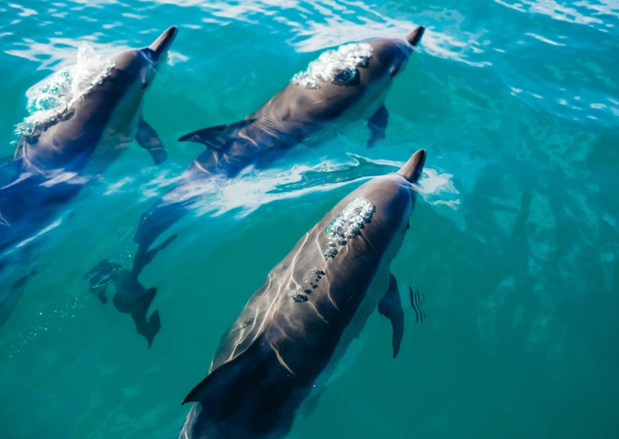 凱庫拉旅遊 凱庫拉旅遊